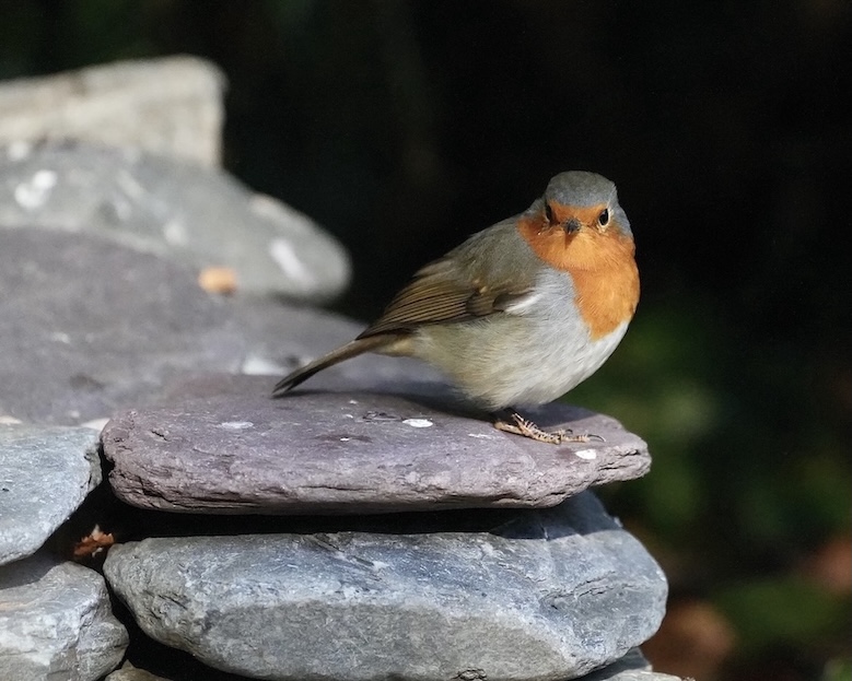 robin